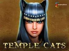 Temple Cats